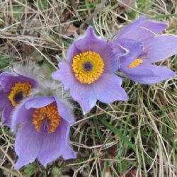 Kvetoucí koniklece lákají k návštěvě Trnavy