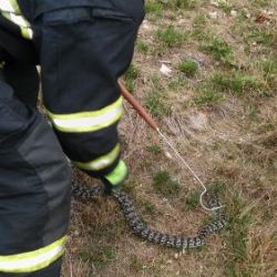 Lesní dělník našel v lese na Pelhřimovsku krajtu