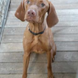 Maďarského ohaře našli v Třebíči