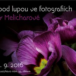 Makrosvěty v jihlavské kavárně Muzeum