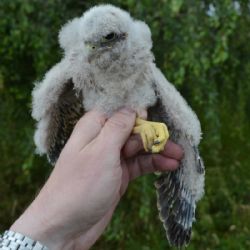 Mládě poštolky vypadlo z hnízda v dukovanské elektrárně