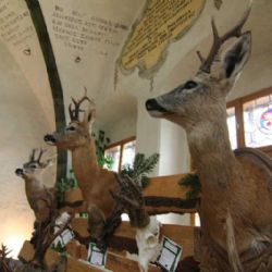 Myslivci na jihlavské radnici představí trofeje