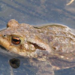 Na Jihlavsku vyrazí za žábami