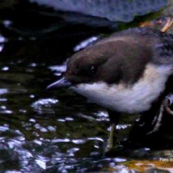 Na Nový rok hledali na Jihlavsku skorce vodního a našli