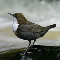 Na Nový rok hledali na Jihlavsku skorce vodního