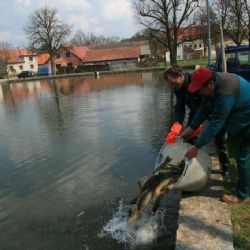 Na ryby v neděli do Hodic