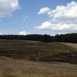 Zemědělci na Vysočině sklidili loni 206 tisíc tun brambor a 442 tisíc tun pšenice