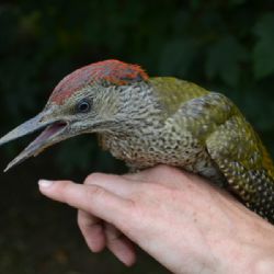 Na Třebíčsku pomohli dvěma zraněným zvířatům