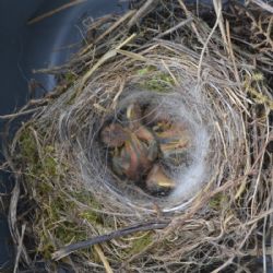 Na Třebíčsku v pondělí pomáhali opeřencům