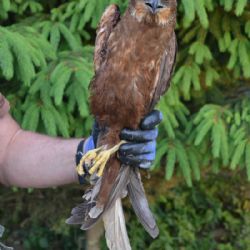 Na Třebíčsku zachránili samici motáka pochopa a mláďata kachny divoké