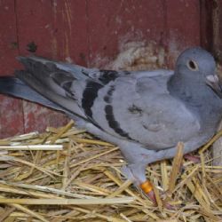 Na Třebíčsku zachránili zraněného holuba