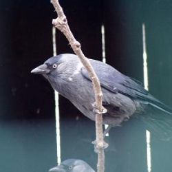 Na Vysočině o víkendu vyrazí za ptačím zpěvem