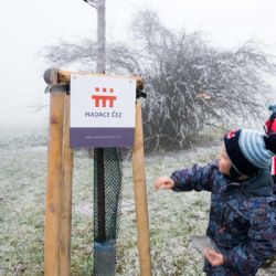 Nadace ČEZ pomohla v Koněšíně obnovit alej
