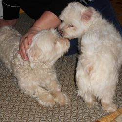 Nehledáte dva malé psy, nabízejí je v Rozsochatci?