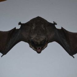 Netopýři si dukovanskou elektrárnu oblíbili