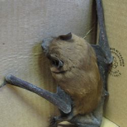 Netopýři zimují v kontrolovaném pásmu dukovanské elektrárny