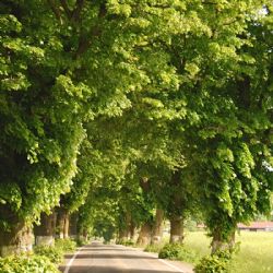 Nominujte alej z Vysočiny