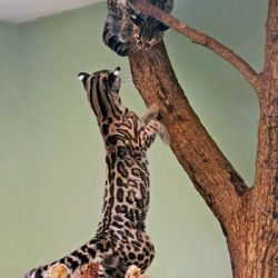 Nová samice margaye v Zoo Jihlava