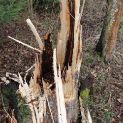 Nově upravený park v Nové Vsi u Chotěboře poškodil vítr