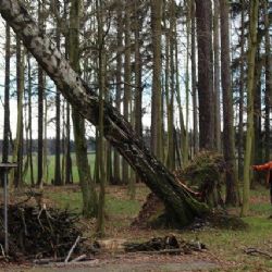 Vichr na Vysočině zavinil smrt mladé ženy