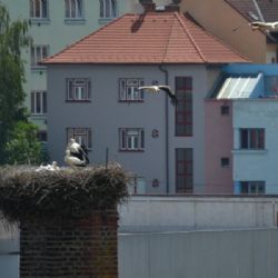 O čapí hnízdo na třebíčském komíně je víc zájemců