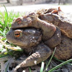 Obojživelníci se na Vysočině vydali do tůní a rybníků