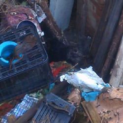 Ochránci řeší případ týraného psa v Sudicích