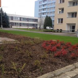 Okolí jihlavské nemocnice se zazelenalo a osázelo stromy a keři