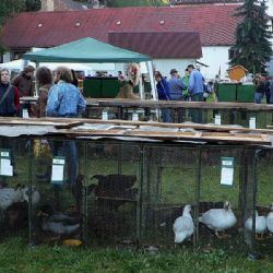 Okresní výstava chovatelů v Ledči nad Sázavou