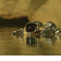 Otevření Údolí včel v Zoo Jihlava