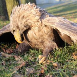 Otráveného orla mořského nalezli v Salavici