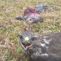 Otravy karbofuranem se nevyhnuly ani Vysočině