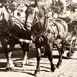 Pamětnice odsunu: Nahnali nás do stodoly, kde jsme spali na holé zemi