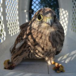 Pátek třináctého přinesl třebíčské Lize na ochranu zvířat tři přírůstky