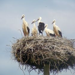 Pět mladých čápů vyvedli čápi bílí ve Ždírci nad Doubravou
