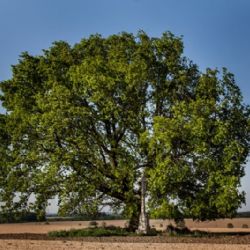Podpořte dub u Heroltic na Jihlavsku v anketě Strom roku 2014