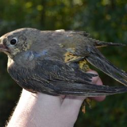 Podzimní Festival ptactva v Jihlavě