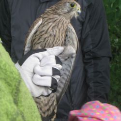 Podzimní Festival ptactva v Jihlavě