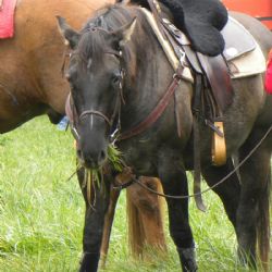 Podzimní slavnost koní v Rozsochatci