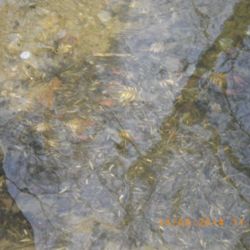 Pokuta 500 tisíc korun za únik pesticidu do řeky Doubravky