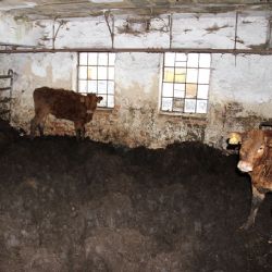 Policie obvinila majitele stáda skotu z týrání zvířat