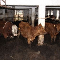 Vysočina jedničkou ve zpracování skotu