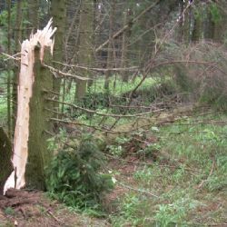 Policisté znají zloděje dřeva na Žďársku
