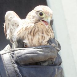 Poštolka zabloudila ve věži dukovanské elektrárny