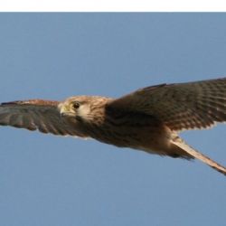 Poštolky a kalousi z pavlovské stanice se vrací do přírody