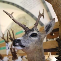 V Kraji Vysočina žije bezmála 430 jelenů i téměř 24 tisíc zajíců