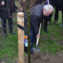 Prezident s hejtmany vysadil v Novém Veselí dubovou alej