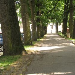 Prvních dvanáct adeptek na titul Alej roku nominováno, přihlaste další