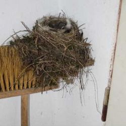 Ptáci se v Jaroměřicích nad Rokytnou uhnízdili v koštěti