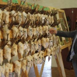 Raritní trofeje k vidění v jihlavské radnici